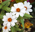 [Parkway flower arrangement] - white flowers, orange middle, floral